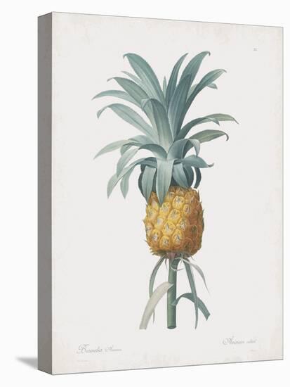 Bromelia Ananas-Pierre Joseph Redoute-Stretched Canvas
