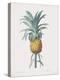 Bromelia Ananas-Pierre Joseph Redoute-Stretched Canvas