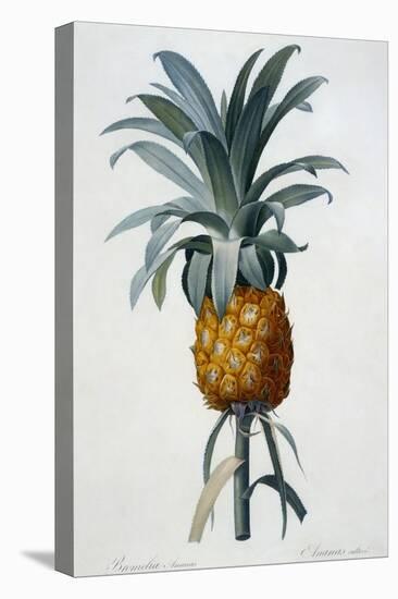 Bromelia Ananas-Pierre Joseph Redoute-Premier Image Canvas