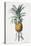 Bromelia ananas-Pierre-Joseph Redouté-Premier Image Canvas