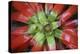 Bromeliad flower, Costa Rica-Tim Fitzharris-Stretched Canvas