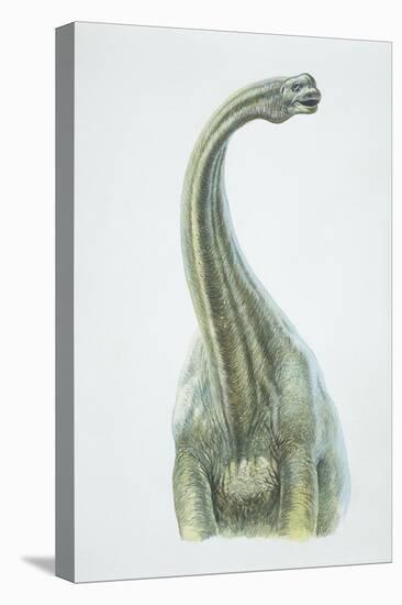 Brontosaurus, Jurassic Period-null-Premier Image Canvas