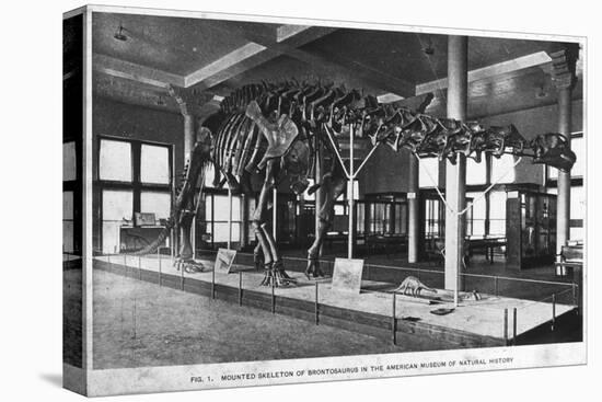 Brontosaurus Skeleton, American Museum of Natural History, New York, USA, Early 20th Century-null-Premier Image Canvas