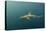 Bronze Whaler Shark, Sardine Run, Eastern Cape, South Africa-Pete Oxford-Premier Image Canvas