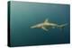 Bronze Whaler Shark, Sardine Run, Eastern Cape, South Africa-Pete Oxford-Premier Image Canvas