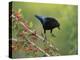 Bronzed Cowbird landing on Agarita, Rio Grande Valley, South Texas USA-Rolf Nussbaumer-Premier Image Canvas