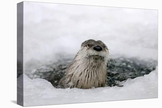 Brook, Frozen Over, Hole, Otters, Lutra Lutra, Portrait, Series, Animal Portrait, Nature, River-Ronald Wittek-Premier Image Canvas