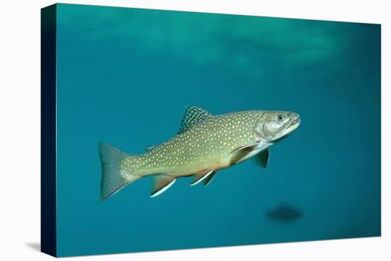 Brook Trout (Salvelinus Fontinalis).-Reinhard Dirscherl-Premier Image Canvas