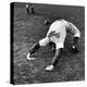 Brooklyn Dodgers Pitcher Ed Albosta Doing Stretching Exercise During Spring Training-William Vandivert-Premier Image Canvas