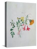 Broom and Marigolds-Caroline Louisa Meredith-Premier Image Canvas