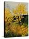 Brooms Shrubs-Pol Ledent-Stretched Canvas