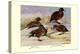 Brown and Auckland Ducks-Louis Agassiz Fuertes-Stretched Canvas