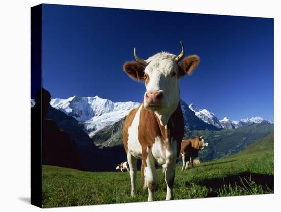 Brown and White Cow in Alpine Meadow, First, Grindelwald, Bern, Switzerland, Europe-Tomlinson Ruth-Premier Image Canvas