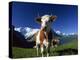 Brown and White Cow in Alpine Meadow, First, Grindelwald, Bern, Switzerland, Europe-Tomlinson Ruth-Premier Image Canvas