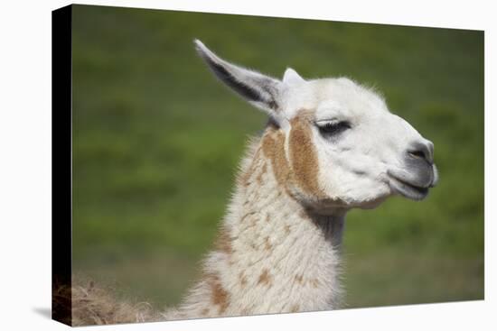 Brown and White Llama-SusanFeldberg-Premier Image Canvas