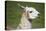 Brown and White Llama-SusanFeldberg-Premier Image Canvas