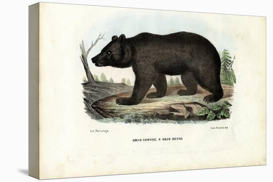 Brown Bear, 1863-79-Raimundo Petraroja-Premier Image Canvas