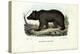 Brown Bear, 1863-79-Raimundo Petraroja-Premier Image Canvas