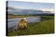 Brown Bear Along Stream at Hallo Bay in Katmai National Park-Paul Souders-Premier Image Canvas