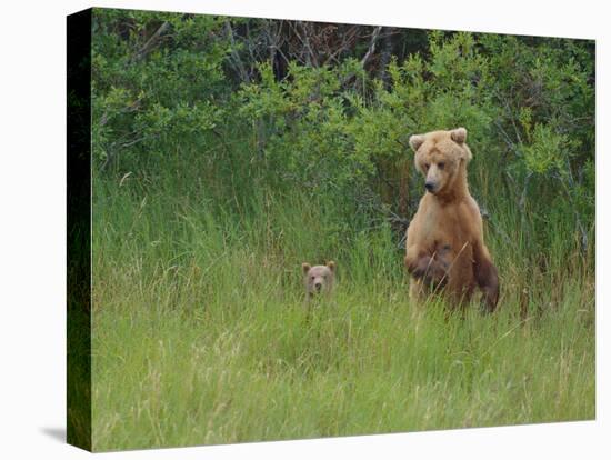 Brown Bear and Cub Standing in Tall Grass-DLILLC-Premier Image Canvas