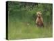 Brown Bear and Cub Standing in Tall Grass-DLILLC-Premier Image Canvas