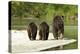 Brown Bear and Cubs, Katmai National Park, Alaska-null-Premier Image Canvas