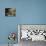 Brown Bear and Cubs-DLILLC-Premier Image Canvas displayed on a wall