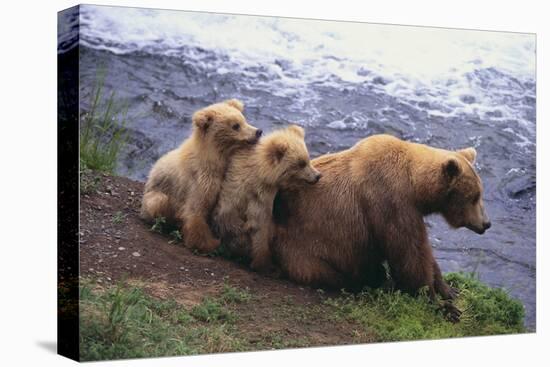 Brown Bear and Cubs-DLILLC-Premier Image Canvas