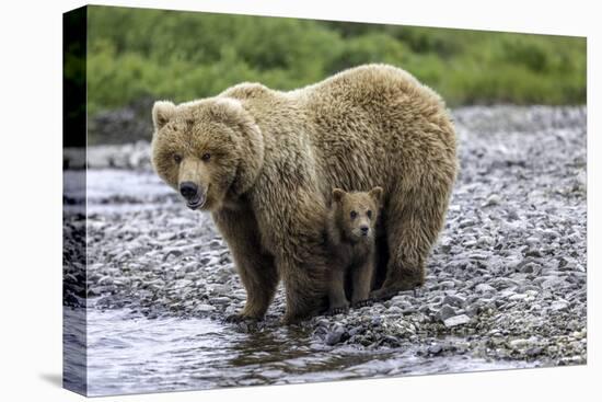Brown Bear and Cubs-Art Wolfe-Premier Image Canvas