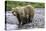 Brown Bear and Cubs-Art Wolfe-Premier Image Canvas