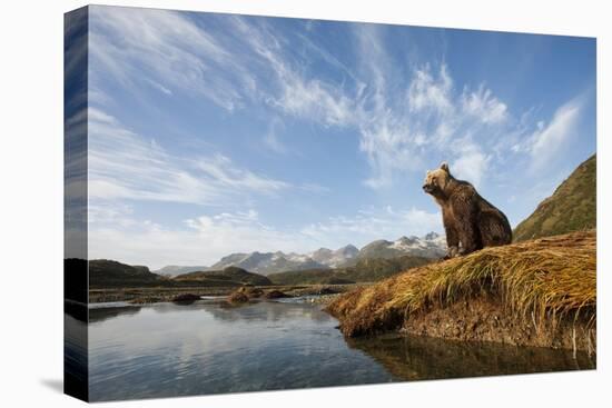 Brown Bear and Mountains, Katmai National Park, Alaska-null-Premier Image Canvas