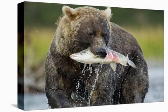 Brown Bear and Salmon, Katmai National Park, Alaska-Paul Souders-Premier Image Canvas