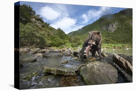 Brown Bear and Salmon, Katmai National Park, Alaska-Paul Souders-Premier Image Canvas