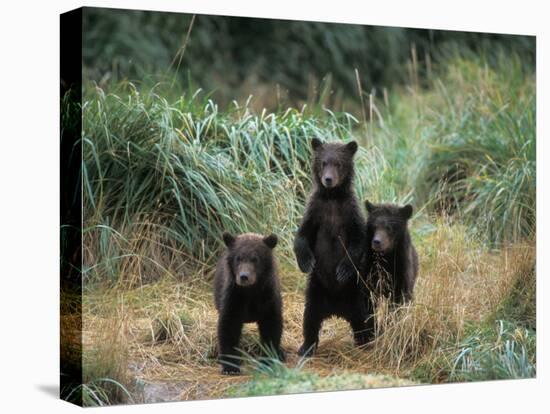 Brown Bear and Three Spring Cubs in Katmai National Park, Alaskan Peninsula, USA-Steve Kazlowski-Premier Image Canvas