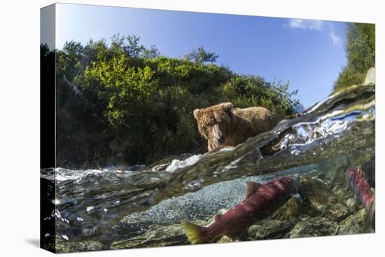 Brown Bear and Underwater Salmon, Katmai National Park, Alaska-null-Premier Image Canvas