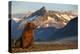 Brown Bear at Dawn, Katmai National Park, Alaska-Paul Souders-Premier Image Canvas