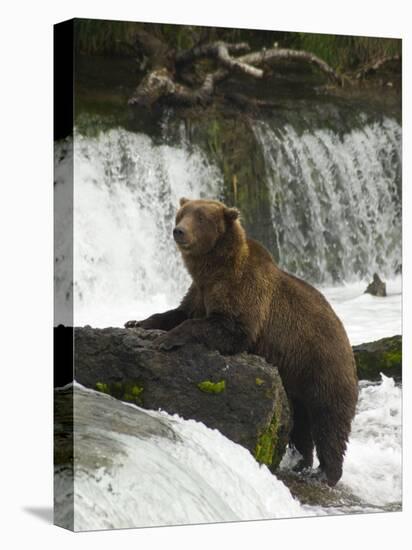Brown Bear, Brooks Camp, Katmai National Park, Alaska, United States of America, North America-Richard Maschmeyer-Premier Image Canvas