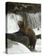 Brown Bear, Brooks Camp, Katmai National Park, Alaska, United States of America, North America-Richard Maschmeyer-Premier Image Canvas