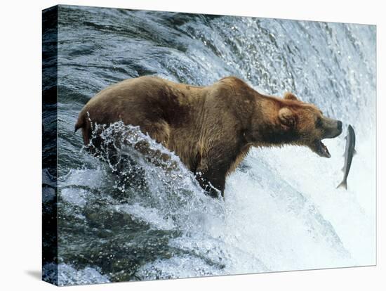 Brown Bear Catching a Fish-null-Premier Image Canvas