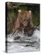 Brown Bear catching salmon at Brooks Falls, Katmai National Park, Alaska, USA-Keren Su-Premier Image Canvas