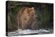 Brown Bear catching salmon at Brooks Falls, Katmai National Park, Alaska, USA-Keren Su-Premier Image Canvas