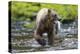 Brown Bear Catching Sockeye Salmon in Alaska-Paul Souders-Premier Image Canvas
