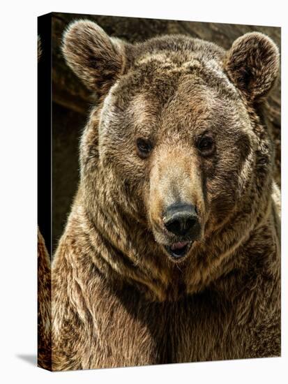 Brown Bear Close-Up Shot-NejroN Photo-Premier Image Canvas