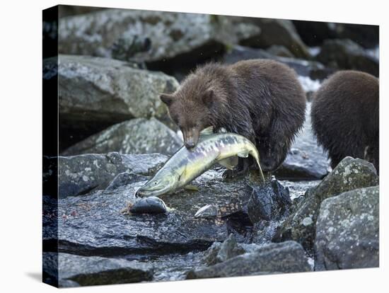 Brown Bear Cub and Huge Salmon, Katmai National Park, Alaska-Paul Souders-Premier Image Canvas