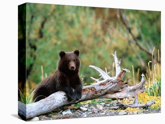 Brown Bear Cub in Katmai National Park, Alaska, USA-Dee Ann Pederson-Premier Image Canvas