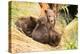 Brown Bear Cub Nuzzling Another beside Tree-Nick Dale-Premier Image Canvas