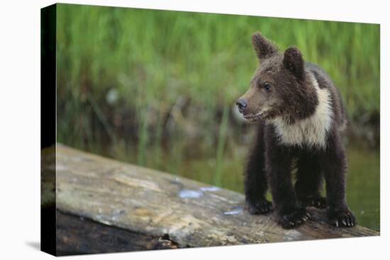 Brown Bear Cub-DLILLC-Premier Image Canvas