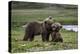 Brown Bear Cubs at Play 2-Art Wolfe-Premier Image Canvas