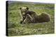 Brown Bear Cubs at Play-Art Wolfe-Premier Image Canvas
