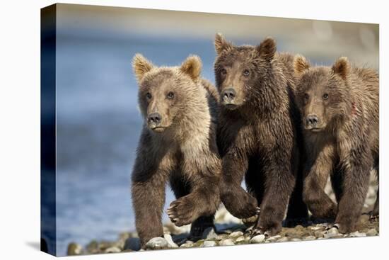 Brown Bear Cubs, Katmai National Park, Alaska-Paul Souders-Premier Image Canvas